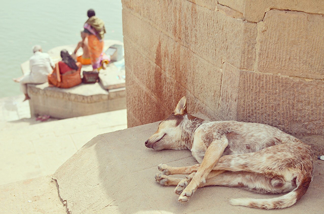 日陰で寝る犬