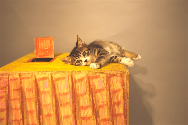 伴田 良輔の猫家写真集「にゃんハウス。」ができあがるまで