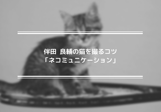 伴田 良輔の猫を撮るコツ「ネコミュニケーション」