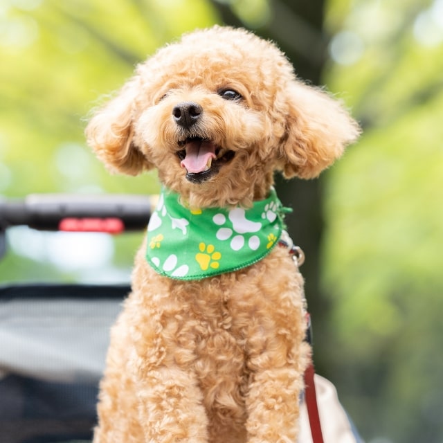 ペットイメージ